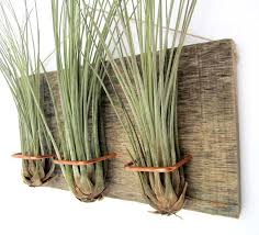 They are just the most adorable plants are they are of the easiest plants to care for too! Meet Your Modern Indoor Plants Air Plants