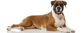 Check spelling or type a new query. Boxer Dog Breed Profile Petfinder