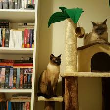Beam Me Up Scotty Kedi Kahve Ve Kitap Facebook