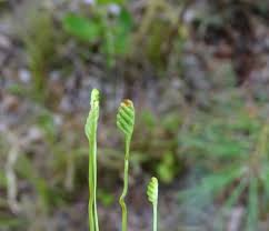 Image result for Schizaea