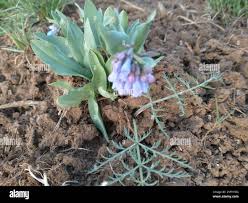 Image result for Cryptolepis oblongifolia