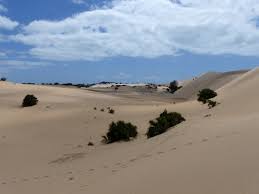 Image result for Indigofera flavicans