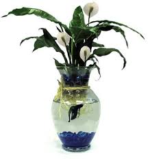Love The Lily I Would Probably Used Mixed Colors In The Marbles Though Fish Plants Betta Fish Fish Vase