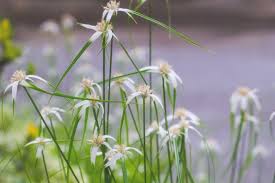 Image result for Rhynchospora rugosa