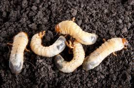 We did not find results for: How To Get Rid Of Garden Lawn Grubs Naturally Guide Install It Direct