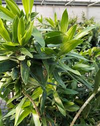 Image result for dracaena