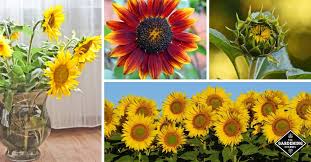 Can you grow sunflowers in pots? How To Grow Sunflowers Gardening Channel