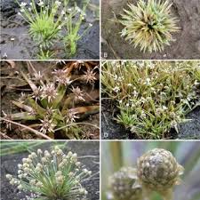 Image result for Eriocaulon buchananii