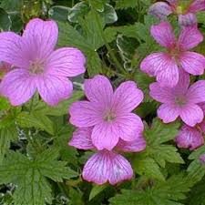Image result for Geranium arabicum
