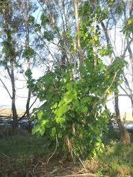 Image result for Hernandiaceae