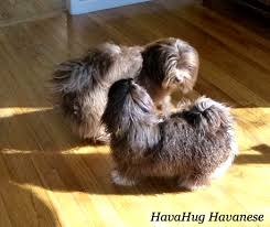 Maybe you would like to learn more about one of these? Havahug Havanese Puppies Havahug Havanese Puppies Of Michigan