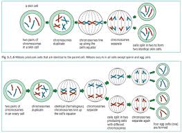 A cell with a diploid number of 20 undergoes meiosis. Mitosis Phase Worksheet Answer Key