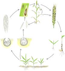 Understanding Yield Loss And Pathogen Biology To Improve Disease Management Septoria Nodorum Blotch A Case Study In Wheat Plant Disease