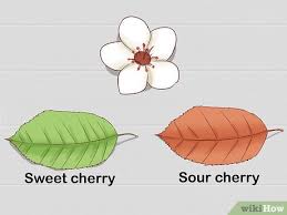 The leaves on cherry trees are between 2.5 and 5 inches (6.3 and 12.7cm) in length. 3 Ways To Identify Cherry Trees Wikihow