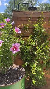 Image result for Honeysuckle 1973 Austin