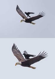 Check spelling or type a new query. Foto Gagak Di Atas Punggung Burung Elang Menjadi Viral Di Internet Saveseva Fotografi