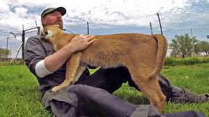 Noisy band from the singapura #caracalnoise. Stewie The Caracal Thinks I M His Mother African Cat Acts Like Kitten Cub Rubs Nurses Purrs Youtube