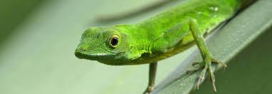 Image result for Anagallis gracilipes