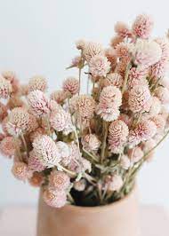 Air Dried Globe Amaranth In Light Pink 14 18 Tall Globe Amaranth Dried Flowers Light Pink Flowers