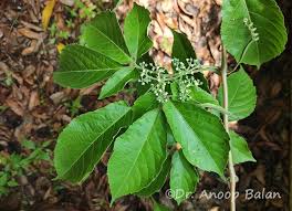 Image result for Cayratia gracilis