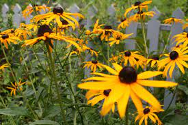 Little Goldstar Rudbeckia Fulgida Var Sullivantii Black Eyed Susan Plant Reviews Black Eyed Susan Fast Growing Flowers Planting Flowers