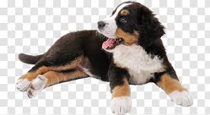 It is intelligent, attentive, and calm. Bernese Mountain Dog Puppy Dalmatian Tosa Miniature Schnauzer Carnivoran Transparent Png