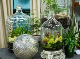 Diy Sealed Bottle Garden Bottle Garden Bottle Terrarium Plants In Bottles