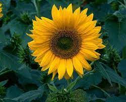 Sunflower Seeds Sunspot Flower Seeds In Packets Bulk Eden Brothers Flower Seeds Garden Seeds Sunflower Flower