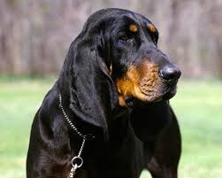 American Black And Tan Coonhound Rescue Pin On Dogs Hounds