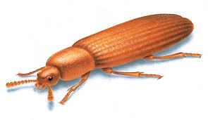 red flour beetle control get rid of