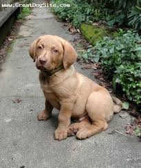 Browse thru our id verified puppy for sale listings to find your perfect puppy in your area. Pin On Animals