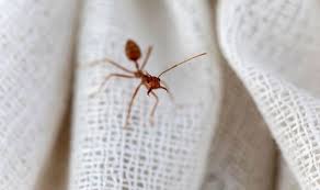 Prevent ants from climbing on. How To Get Rid Of Ants In Your Room The 5 Steps To Banishing Ants From Your Home Express Co Uk