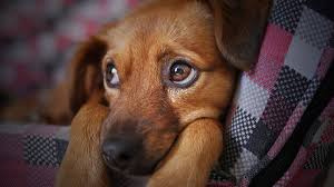 Learn more about animal friends humane society in hamilton, oh, and search the available pets they have up for adoption on petfinder. Looking For Your Lost Dog Here S Where To Check In Hamilton County