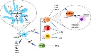 Frontiers The Molecular Pathophysiology Of Psoriatic Arthritis The Complex Interplay Between Genetic Predisposition Epigenetics Factors And The Microbiome Molecular Biosciences