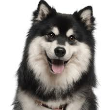 Finnish lapponian dog the finnish lapponian dog (suomenlapinkoira) is intelligent, brave, eager to learn, friendly and fairly submissive. Finnish Lapphund Puppies For Sale Adoptapet Com