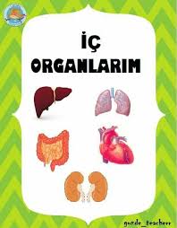 Nuran Sahin Adli Kullanicinin Vucudumuz Ic Organlar Saglik Panosundaki Pin Ogrenme Guclugu Egitim Ogrenme