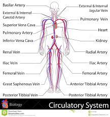 Circulatory System Easy To Edit Vector Illustration Of Circulatory System Sponsored Ad Ad Circulatory System Human Circulatory System Arteries And Veins