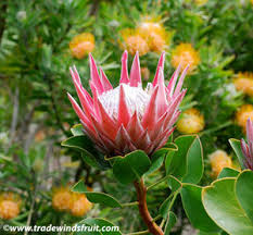 Image result for Protea enervis