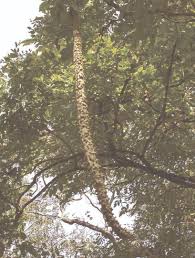 Image result for Bussea xylocarpa