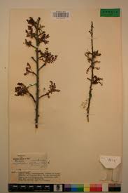 Image result for Haplocoelum foliolosum