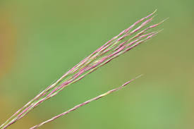 Image result for Arundinella