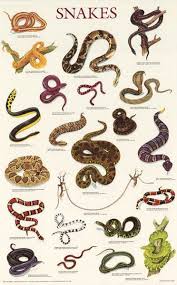 Snakes Reptiles Education Poster 21x33 Reptiles Reptile