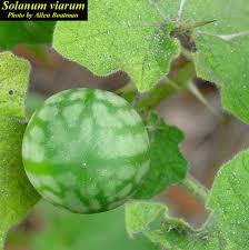 Image result for Solanum viarum