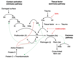 Image result for Anticoagulation Pathway