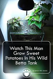 Watch This Man Grow Sweet Potatoes In His Wild Betta Tank In 2020 Betta Tank Growing Sweet Potatoes Fish Tank