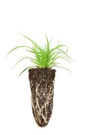 Image result for Eragrostis caespitosa