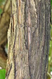 Image result for Tarchonanthus trilobus