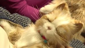 Dementia can affect cats just as it affects humans. Robotic Cats Effective For Elders At Nursing Home Youtube