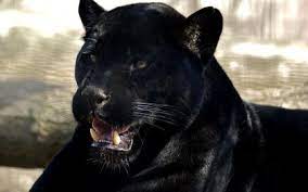 Weitere ideen zu schwarzer panther, panther, superhelden. Panthers Animals Panthers Black Panther 1680x1050 Wallpaper Mammals Black Schwarzer Panther Jaguar Tier Schwarzer Jaguar