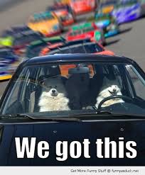 20 Funny Memes Of Cats Dogs And Moving Vehicles Funny Animals Funny Animal Pictures Funny Pictures